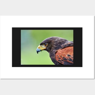 Harris Hawk Posters and Art